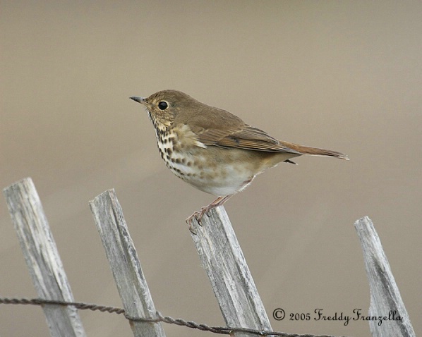 Hermit   Thrush