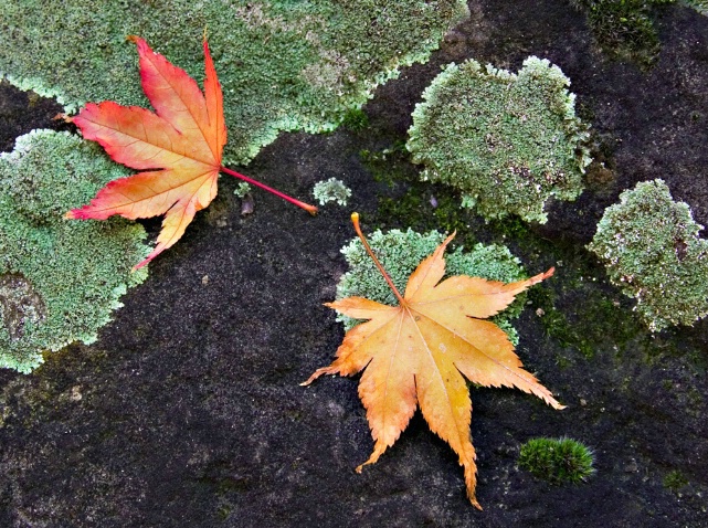 Meeting at Mossy Rock