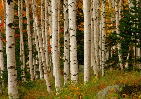 Colors of Autumn