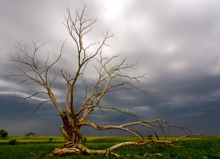 Cottonwood Bones