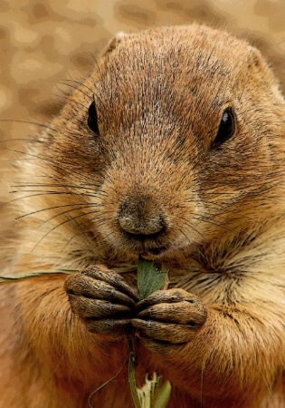 Prarie Dog