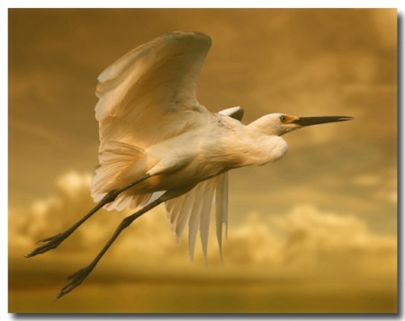 Golden Egret