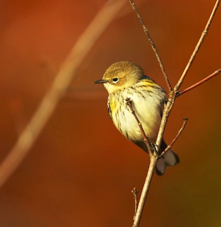 Yellow Rumped Warbler