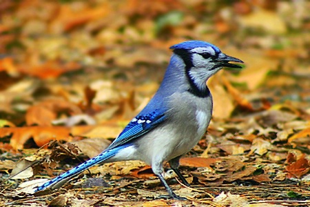 Bluejay