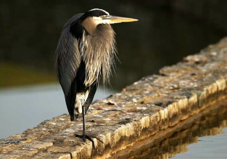 The Great Blue Heron