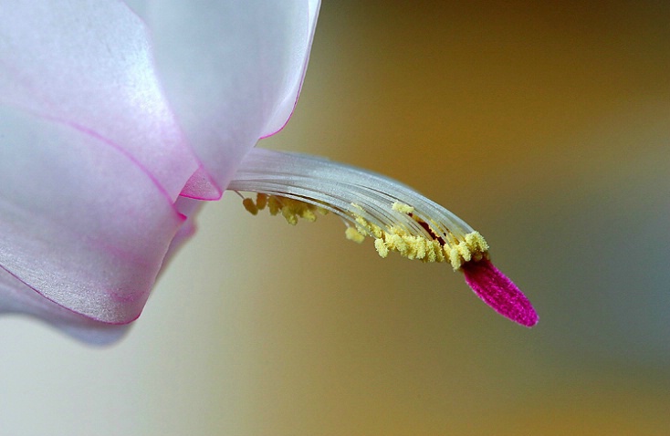 Thanksgiving Cactus 2