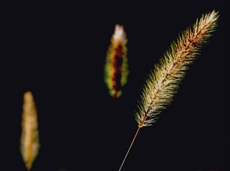 Amber Waves of Grain