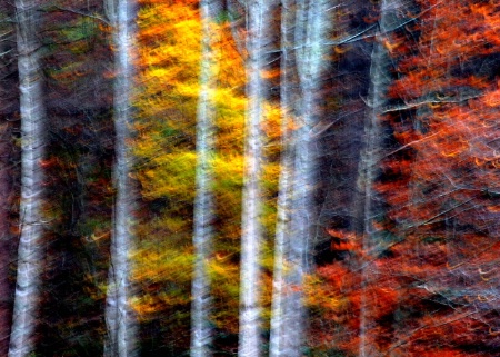 Colors And Birch