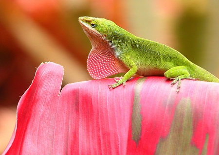 Green Anole