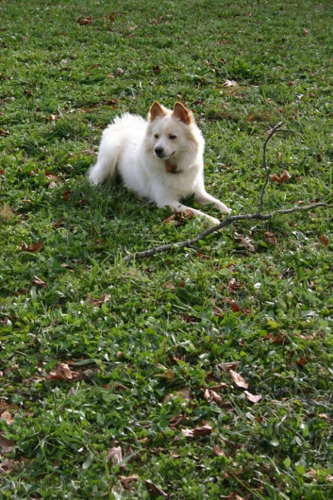 Protector of the Stick [Daylight] "