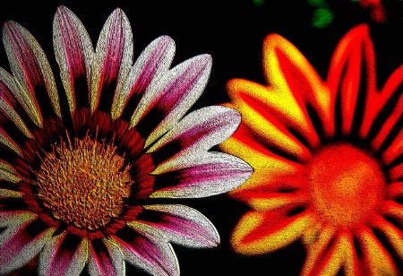 ...Painted Daisy...