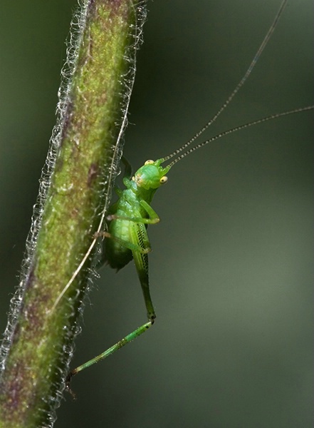 Katydid