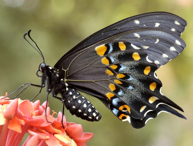 black swallowtail - ID: 1516956 © Michael Cenci