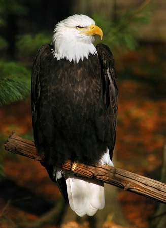 Bald Eagle