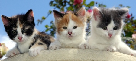 Pot of Kittens!