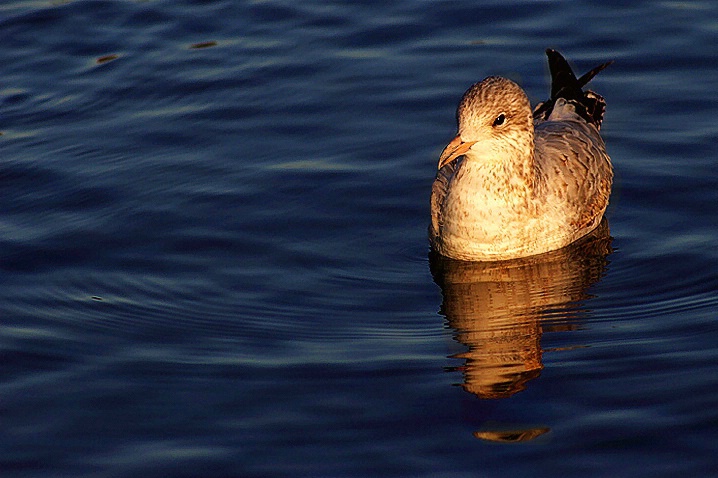 Sunset swim