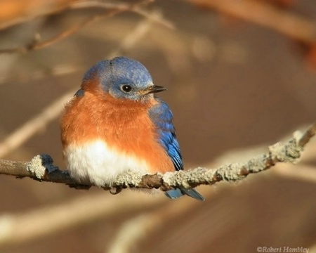 Eastern Bluebird