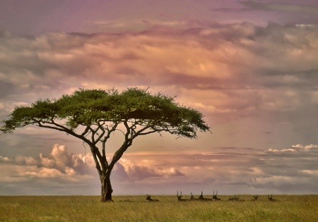 Serengeti