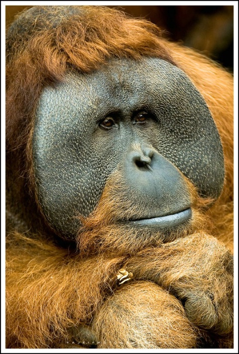 orang utan