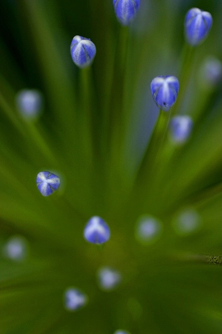 Blue Tips