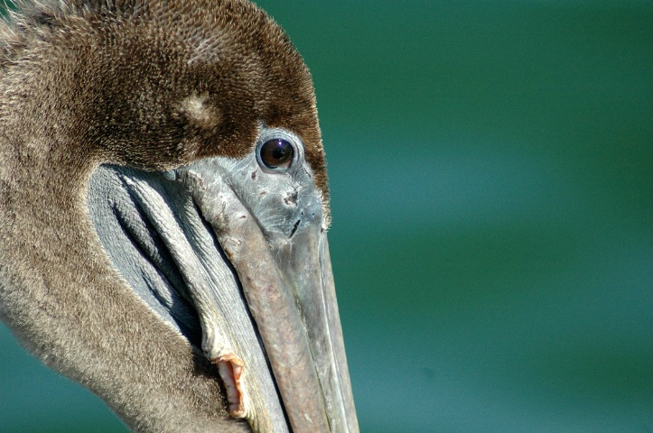 Pelican 