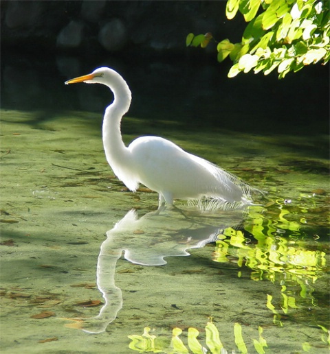 Egret