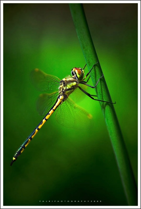 dragon fly