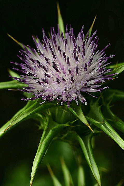 Flower fireworks 