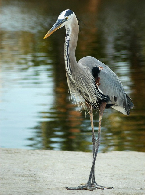 Walking Ashore