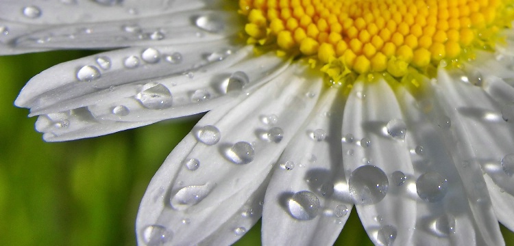 Rain Drops on a Daisy