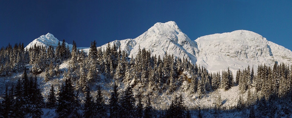 Powdered Rock and Frosted Spruce