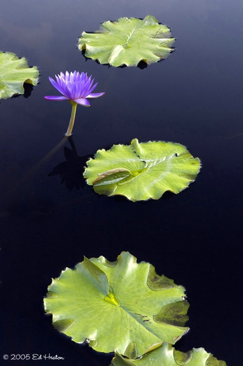 Water Lily