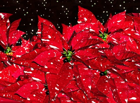 Poinsetta Blizzard