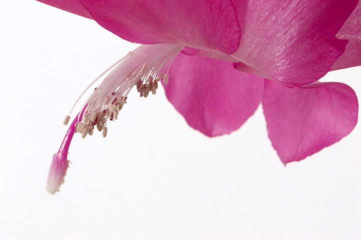 Christmas Cactus Up Close