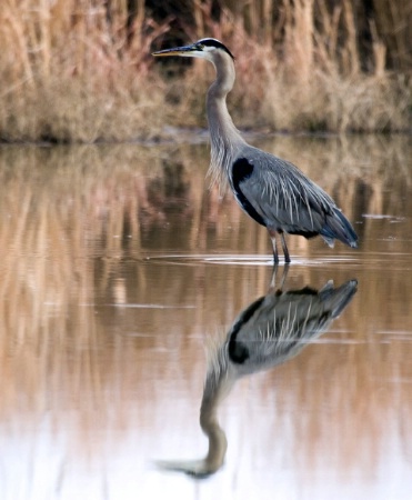 The Symetry of Nature