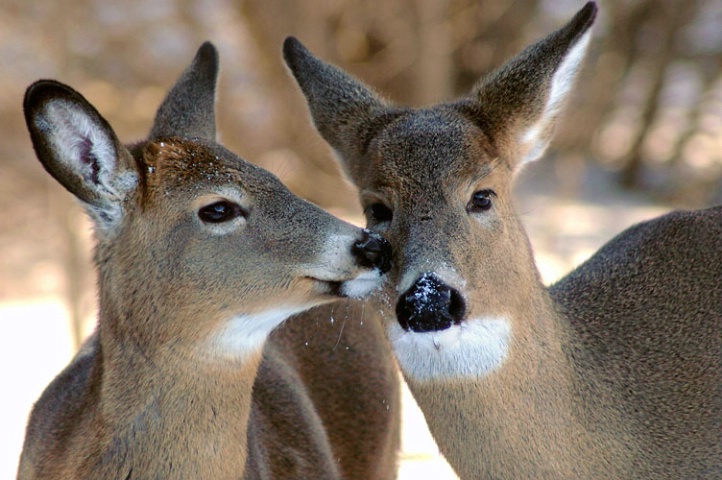 Deer Kiss