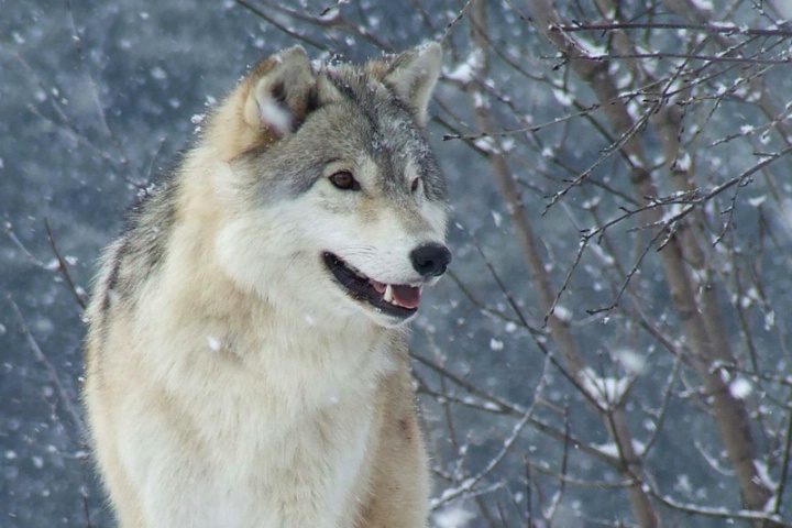 Wolf in a snowstorm