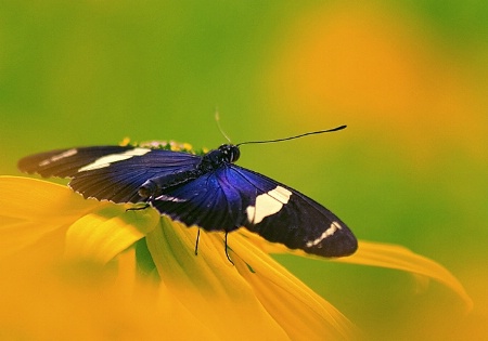 Black Eyed with Butterfly