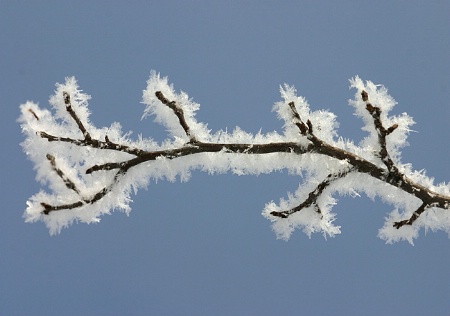 Frosty Branch