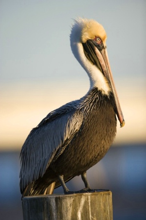 Brown Pelican