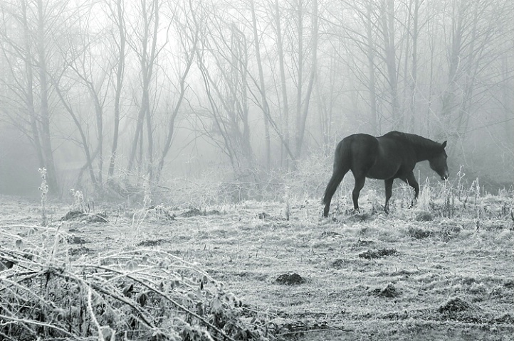 Frosty Morning 