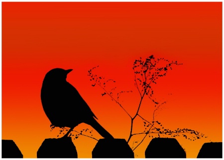 Robin Silhouette