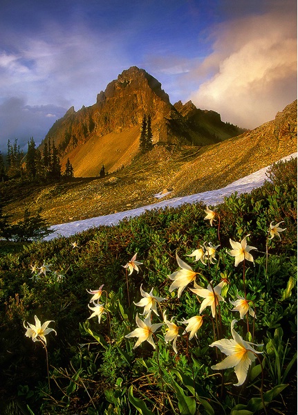 Wildflower Storm