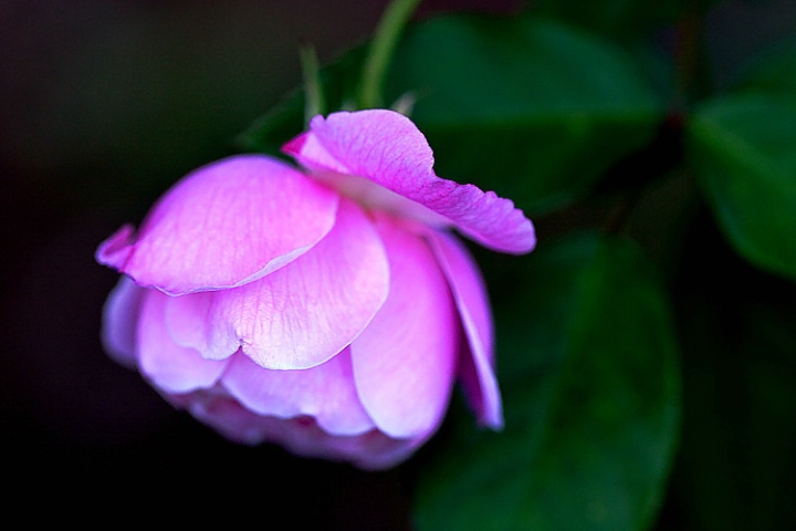 Rose Bonnet