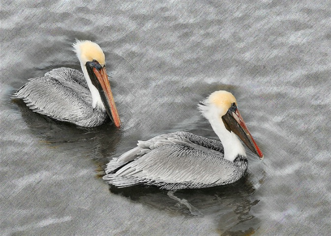 Brown Pelicans