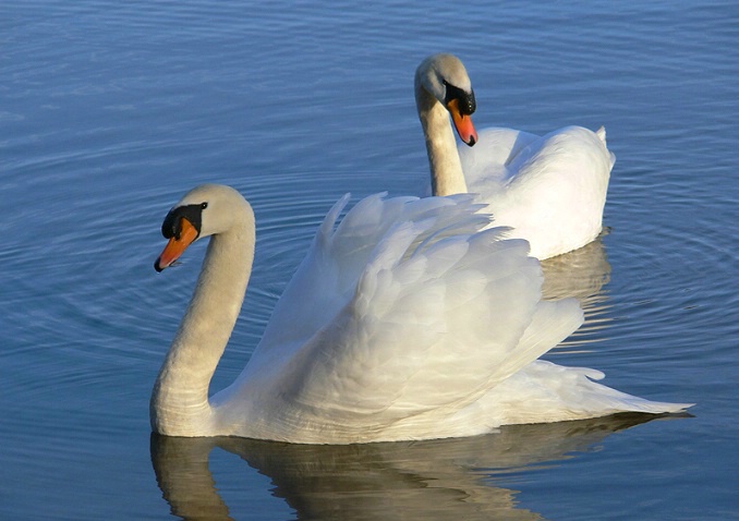 Swans