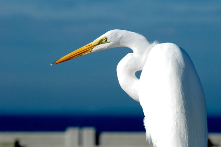 White Beauty