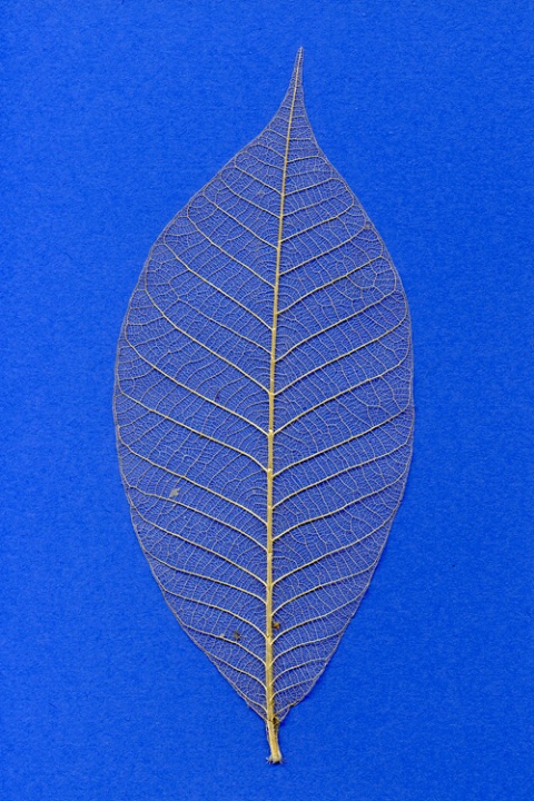 Empty Leaf on Blue