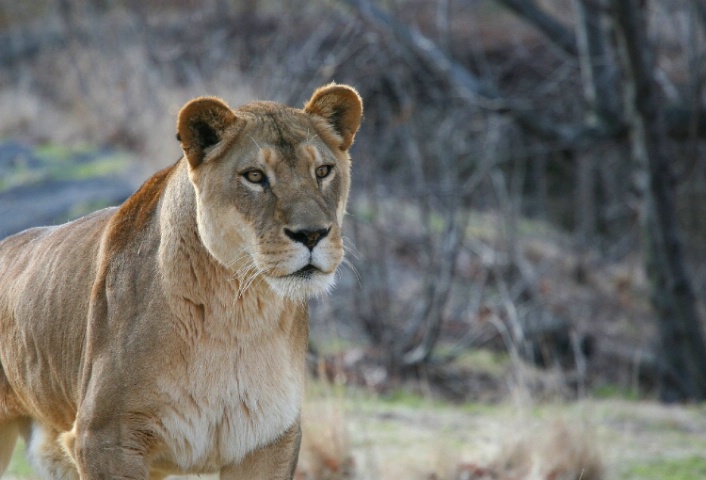 Lioness