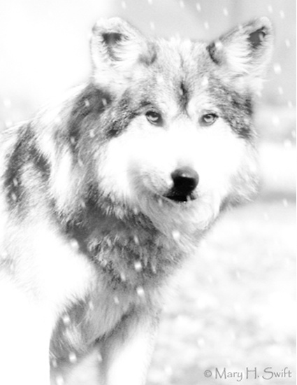 Wolf in Winter